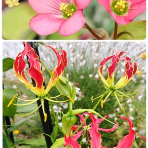 グロリオサ,グロリオサ,ハッピークローバー,百日紅（サルスベリ),秋田犬の画像