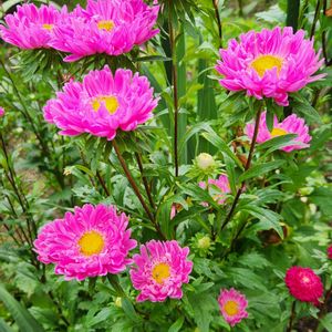 花壇,庭先,わが家の庭,小さな庭,庭の画像