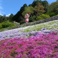 シバザクラの画像