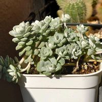 サンスベリア,白雪ミセバヤ,ゴールドフィンチ,多肉植物,観葉植物の画像