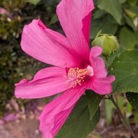 フヨウ,色鮮やか,ピンク色の花,通勤途中,好きな色合いの画像