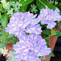 ニチニチソウ,バーベナ,ペンタス,ロータス ブリムストーン,寄せ植えの画像