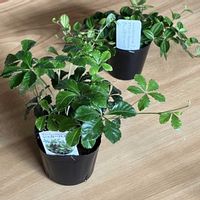 シュガーバイン,ペペロミア アングラータの画像