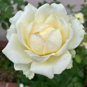 ミニバラ,ミニバラ,ミニバラ,花壇,花のある暮らしの画像