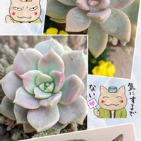 淡雪,多肉植物,グラプト系,ニャンニャン祭りの画像