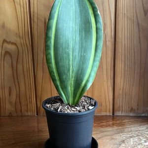 斑入り,サンセベリア マッソニアーナ,サンセベリア,観葉植物,サンセベリア　マッソニアーナ　バリエガータの画像