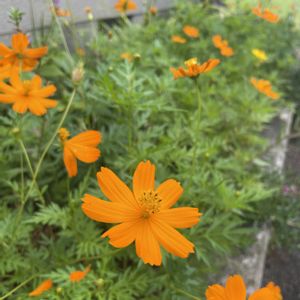 キバナコスモス,放置栽培,神奈川県,庭の画像
