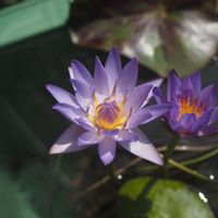 スイレン,睡蓮,熱帯スイレン,熱帯睡蓮の画像