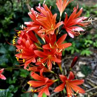 キツネノカミソリ,ヒマワリ,ホオズキ,タイワンホトトギス,夏の花の画像