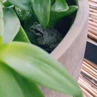 窓辺の植物たち,カエル,アマガエル,#多肉#多肉植物#たにく,カエル倶楽部♡の画像