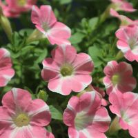 サフィニア,サフィニア  ももいろハート,鉢植え,花のある暮らし,ベランダのお花の画像