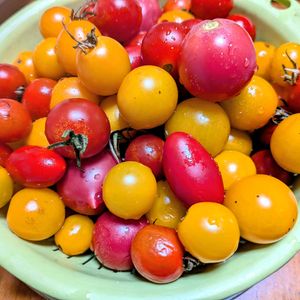 ミニトマト,ミニトマトの画像