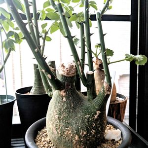 アデニア グロボーサ,☆りん☆のグロボーサ,多肉植物,塊根植物,成長記録の画像