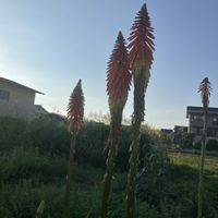 秋明菊,ユウガオ,今日も1日お疲れ様でーす❣️,ご近所,プランター植え♪の画像