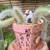 ヒルデウィンテラ・カラデモノニス,リメ鉢,モフモフ,こびとづかん,ねこのしっぽの画像