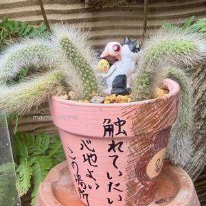ヒルデウィンテラ・カラデモノニス,リメ鉢,モフモフ,こびとづかん,ねこのしっぽの画像