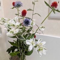 ルリタマアザミ,ルリタマアザミ,ハツユキソウ,ハツユキソウ,センニチコウ（千日紅）の画像