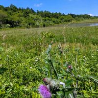 アザミ,八島ヶ原湿原,キク科,おでかけ先,平和を願うの画像