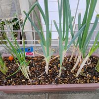 ネギ,再生栽培,無限再生,家庭菜園の画像