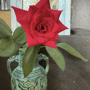 ジョンウォータラー,鉢植え,マイガーデン,切り花を楽しむ,綺麗✨の画像