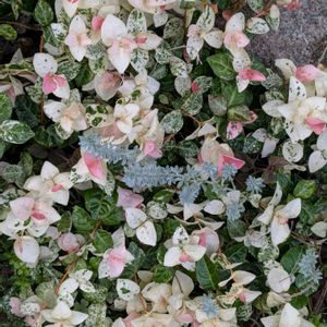 小さな花壇,イキイキ✨,育ったね❣️,民家の庭先✨,家の近所✨の画像