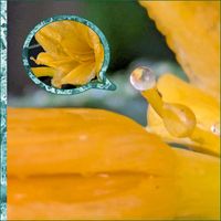 ヘメロカリス,花のある暮らし,植物好き,自然の不思議,雨粒の世界の画像