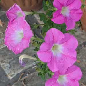 ピンクの花✨,小さな花壇,イキイキ✨,紫の花✨,民家の庭先✨の画像