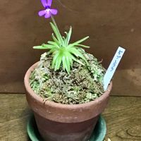 ムシトリスミレ,ピンギキュラ,食虫植物,ギプシコラの画像