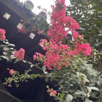 テッポウユリ,百日紅,百日紅（サルスベリ),かりんの実,百日紅(さるすべり)の画像