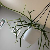 リプサリス,観葉植物の画像