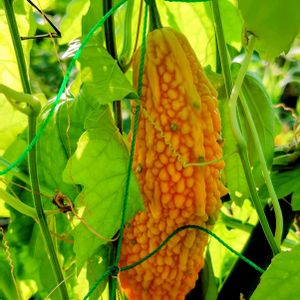 ゴーヤ,夏野菜,S9,隣町の畑,収穫遅れの画像