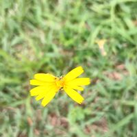 乙女心,公園,感謝,自然の中で,黄色の花の画像