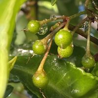 マンリョウ,マンリョウ,暑い日,庭の画像