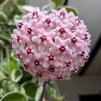 ホヤ・カルノーサ,ホヤ(サクララン),多肉植物,観葉植物,つる性植物の画像