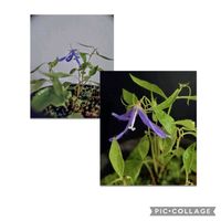 蛍袋,入道雲,青花白糸ホタルブクロ,祈り,お家園芸の画像