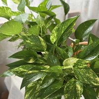 ポトス,観葉植物,グリーン,つるせい植物の画像
