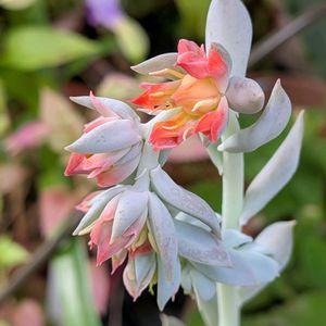 鉢植え,軒下の画像