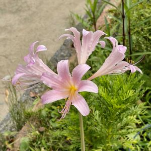 岐阜県,多肉男子,今日のお花,岐阜,チーム岐阜の画像