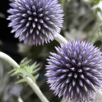 ルリタマアザミ,アイスクリーム,ルリタマアザミ（エキノプス）,打上げ花火,スーパーカップの画像