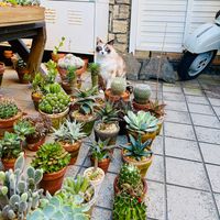 サボテン,ペペロミア ニパドラ,Figaro,アロエ  ハイブリッド,mirの画像