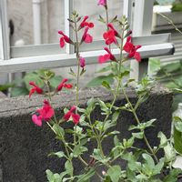 チェリーセージ,八重咲きカリブラコア,季節の花を楽しむの画像