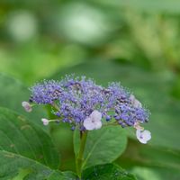 サワギキョウ,玉紫陽花,キツリフネ(黄釣船),かのこゆり,散歩道の花の画像