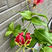 グロリオサ,タカサゴユリ,琉球アサガオ,バラ、薔薇、ばら,がんばろう熊本！の画像