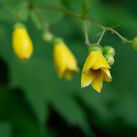 クルマユリ,ナデシコ,キレンゲショウマ,散歩道の花,六甲山高山植物園の画像