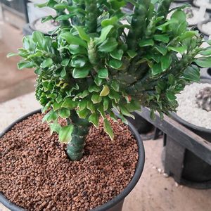 ティティマロイデス　綴化,ユーフォルビア,珍奇植物,グランカクタス,植中毒の画像