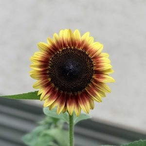 ヒマワリ,向日葵,ガーデニング,花のある暮らしの画像