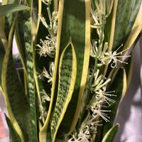 サンスベリア,100均,開花,夏の花,毎年咲くの画像