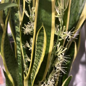 サンスベリア,100均,開花,夏の花,毎年咲くの画像