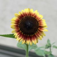 ヒマワリ,向日葵,ガーデニング,花のある暮らしの画像
