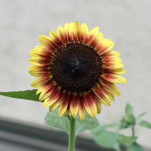 ヒマワリ,向日葵,ガーデニング,花のある暮らしの画像